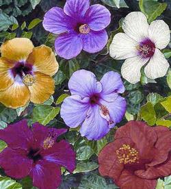 Hibiscus Tapestry Throw