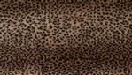 Denali Cheetah Microplush ® Blanket