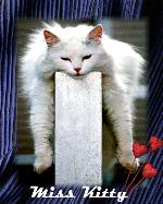 Cat Personalized Photo Weave Tapestry Throw