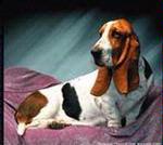 Pedigree Dogs Tapestry Throws by © Tom Weigand
